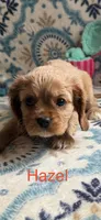 Hazel, a female Cavalier King Charles Spaniel for sale in Ashtabula, OH – Photo 3 of 3