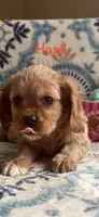 Hazel, a female Cavalier King Charles Spaniel for sale in Ashtabula, OH – Photo 2 of 3