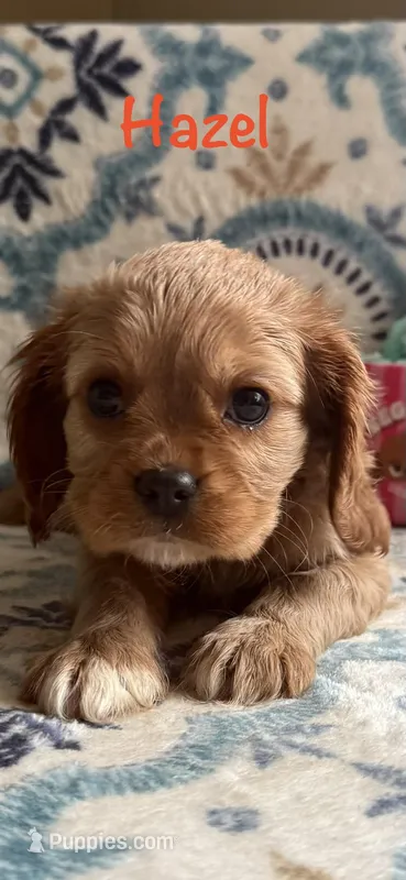 Hazel, a female Cavalier King Charles Spaniel for sale in Ashtabula, OH – Photo 1 of 3