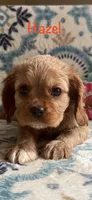 Hazel, a female Cavalier King Charles Spaniel for sale in Ashtabula, OH – Photo 1 of 3