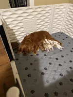 Rusty, a male Cavalier King Charles Spaniel for sale in Ashtabula, OH – 7 of 7