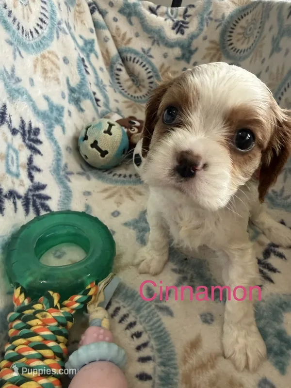 Cinnamon  – Cavalier King Charles Spaniel puppy for sale in Ashtabula, OH