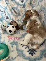 Skizzy, a male Cavalier King Charles Spaniel for sale in Ashtabula, OH – 9 of 10