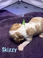 Skizzy, a male Cavalier King Charles Spaniel for sale in Ashtabula, OH – 8 of 8