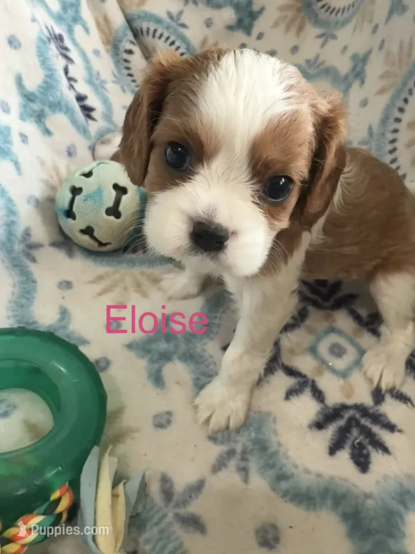 Eloise – Cavalier King Charles Spaniel puppy for sale in Ashtabula, OH