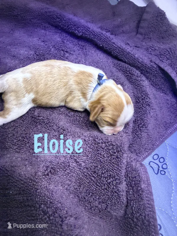 Eloise – Cavalier King Charles Spaniel puppy for sale in Ashtabula, OH