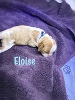 Eloise, a female Cavalier King Charles Spaniel for sale in Ashtabula, OH – 1 of 8