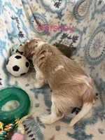 Hershey, a male Cavalier King Charles Spaniel for sale in Ashtabula, OH – 9 of 10