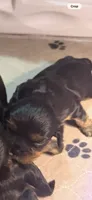 Winnie, a male Cavalier King Charles Spaniel for sale in Ashtabula, OH – 1 of 5