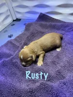 Rusty, a male Cavalier King Charles Spaniel for sale in Ashtabula, OH – 3 of 7