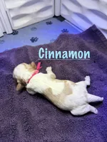 Cinnamon , a female Cavalier King Charles Spaniel for sale in Ashtabula, OH – 2 of 8