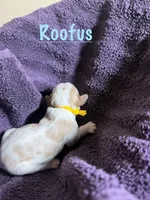 Roofus, a male Cavalier King Charles Spaniel for sale in Ashtabula, OH – 2 of 9