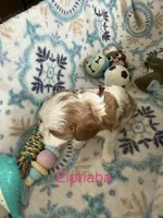 Elphaba, a female Cavalier King Charles Spaniel for sale in Ashtabula, OH – 9 of 9