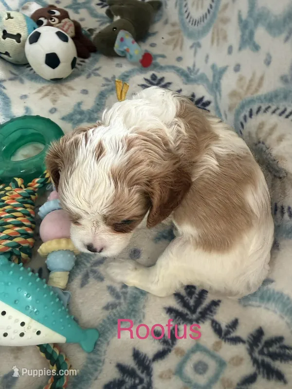 Roofus – Cavalier King Charles Spaniel puppy for sale in Ashtabula, OH