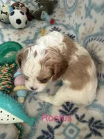 Roofus, a male Cavalier King Charles Spaniel for sale in Ashtabula, OH – 1 of 10