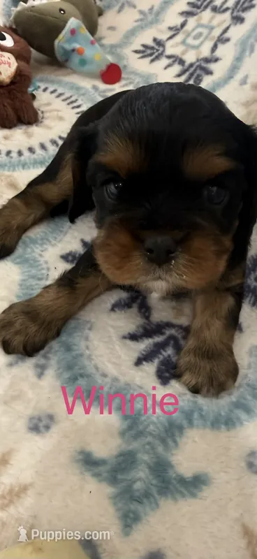 Winnie – Cavalier King Charles Spaniel puppy for sale in Ashtabula, OH