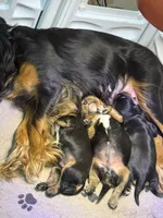 Winnie, a male Cavalier King Charles Spaniel for sale in Ashtabula, OH – 4 of 5