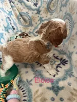 Eloise, a female Cavalier King Charles Spaniel for sale in Ashtabula, OH – 10 of 10