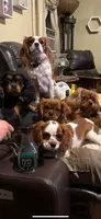 Eloise, a female Cavalier King Charles Spaniel for sale in Ashtabula, OH – 8 of 8