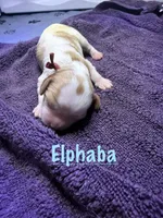 Elphaba, a female Cavalier King Charles Spaniel for sale in Ashtabula, OH – 1 of 6
