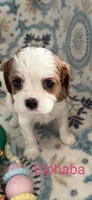 Elphaba, a female Cavalier King Charles Spaniel for sale in Ashtabula, OH – 8 of 9