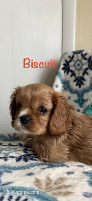 Biscuit – Cavalier King Charles Spaniel puppy for sale in Ashtabula, OH