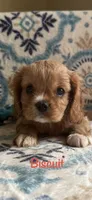Biscuit, a male Cavalier King Charles Spaniel for sale in Ashtabula, OH – Photo 2 of 3