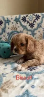 Biscuit, a male Cavalier King Charles Spaniel for sale in Ashtabula, OH – Photo 3 of 3