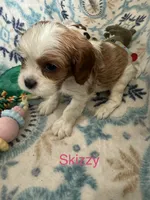 Skizzy, a male Cavalier King Charles Spaniel for sale in Ashtabula, OH – 10 of 10