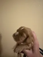 Rusty, a male Cavalier King Charles Spaniel for sale in Ashtabula, OH – 2 of 7