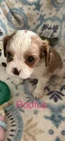 Roofus, a male Cavalier King Charles Spaniel for sale in Ashtabula, OH – 8 of 10