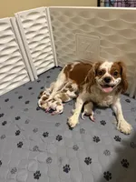 Eloise, a female Cavalier King Charles Spaniel for sale in Ashtabula, OH – 4 of 8