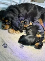 Winnie, a male Cavalier King Charles Spaniel for sale in Ashtabula, OH – 5 of 5