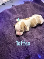 Toffee, a female Cavalier King Charles Spaniel for sale in Ashtabula, OH – 2 of 8