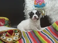 AKC Bram, a male Chihuahua for sale in Rome, NY – 8 of 8