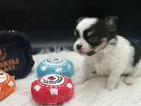 AKC Bram, a male Chihuahua for sale in Rome, NY – 4 of 8