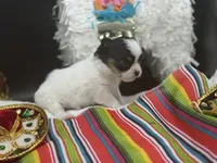 AKC Bram, a male Chihuahua for sale in Rome, NY – 6 of 8