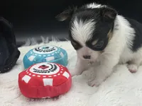 AKC Bram, a male Chihuahua for sale in Rome, NY – 3 of 8