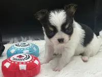 AKC Bram, a male Chihuahua for sale in Rome, NY – 5 of 8