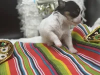 AKC Bram, a male Chihuahua for sale in Rome, NY – 7 of 8