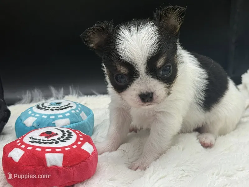 AKC Bram – Chihuahua puppy for sale in Rome, NY