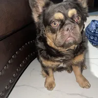 Wolfe , a male French Bulldog for sale in Norfolk, VA – Photo 6 of 7