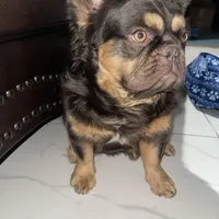 Wolfe , a male French Bulldog for sale in Norfolk, VA – Photo 2 of 7