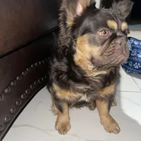 Wolfe , a male French Bulldog for sale in Norfolk, VA – Photo 7 of 7