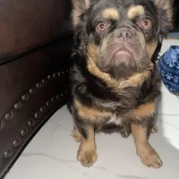 Wolfe , a male French Bulldog for sale in Norfolk, VA – Photo 5 of 7