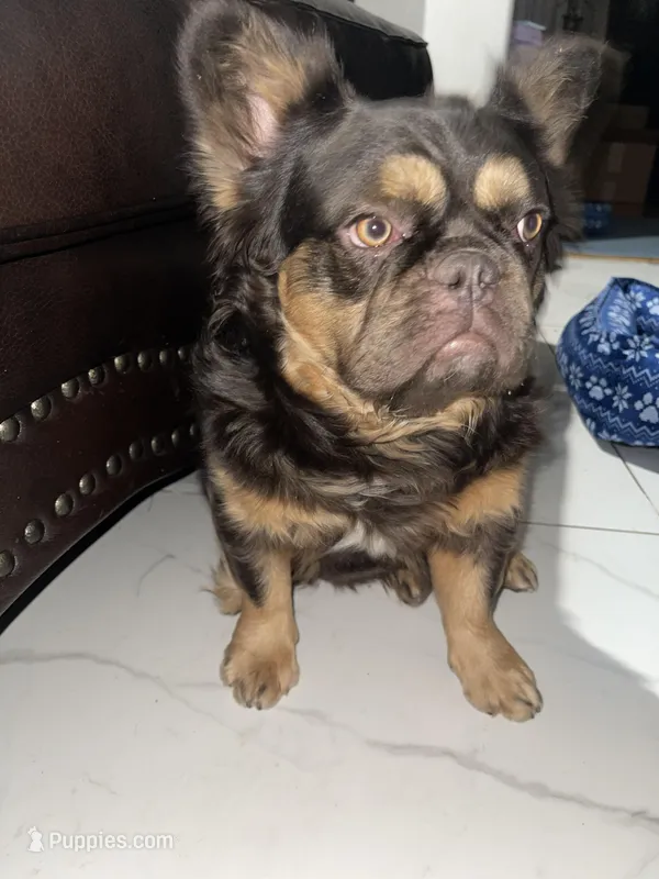 Wolfe  – French Bulldog puppy for sale in Norfolk, VA