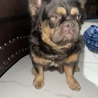 Wolfe , a male French Bulldog for sale in Norfolk, VA – Photo 1 of 7