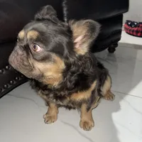 Wolfe , a male French Bulldog for sale in Norfolk, VA – Photo 4 of 7