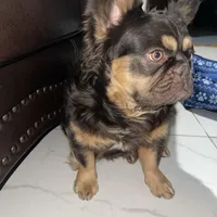 Wolfe , a male French Bulldog for sale in Norfolk, VA – Photo 3 of 7