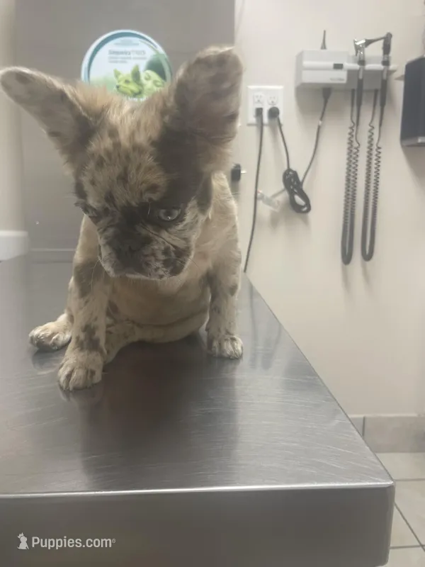 NuNu, a male French Bulldog for sale in Norfolk, VA – Photo 1 of 1